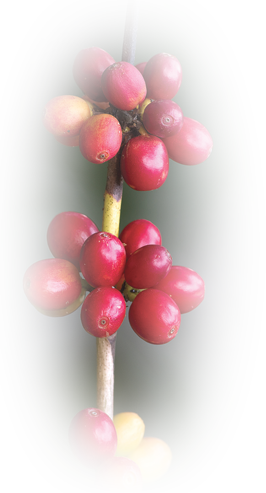 Coffee berries