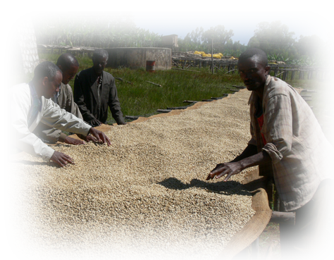 Sorting coffee beans